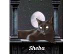 Adopt Sheba #shadow-cat a All Black Burmese / Mixed (short coat) cat in Houston