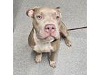 Adopt Whipper Snapper a American Pit Bull Terrier / Mixed dog in Escondido