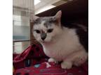 Adopt Eliza a Gray or Blue Domestic Shorthair / Mixed cat in Ballston Spa