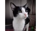 Adopt Circe a All Black Domestic Shorthair / Mixed cat in Ballston Spa