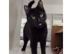 Adopt Taryn a All Black Domestic Shorthair / Mixed cat in Ballston Spa