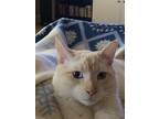 Adopt Harpo a White (Mostly) Siamese / Mixed (medium coat) cat in Sacramento