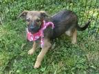 Adopt Sully a Black - with Brown, Red, Golden, Orange or Chestnut Dutch Shepherd