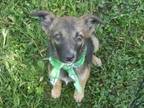 Adopt Mulder a Black - with Tan, Yellow or Fawn Dutch Shepherd / Labrador