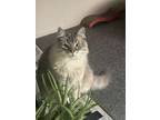 Adopt Luna a Gray, Blue or Silver Tabby Himalayan / Mixed (long coat) cat in