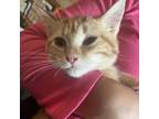 Adopt Baby Cat a Orange or Red Domestic Shorthair / Mixed cat in Lindenwold