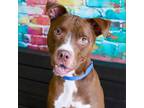 Adopt Roscoe Clarence the 8th I am a Brown/Chocolate American Pit Bull Terrier /