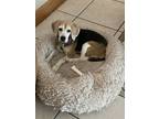 Adopt Precious a Tricolor (Tan/Brown & Black & White) Beagle / Mixed dog in