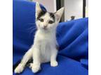 Adopt Nala a White Domestic Shorthair / Mixed cat in Garden, KS (39146686)