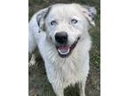 Adopt Maury a White Great Pyrenees / Mixed dog in Heber Springs, AR (39146617)