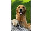 Adopt Birdie a Tan/Yellow/Fawn Golden Retriever / Mixed dog in Waunakee