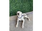Adopt 54090817 a White Border Terrier / Dalmatian / Mixed dog in El Paso