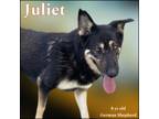 Adopt Juilet a German Shepherd Dog / Mixed dog in Nicholasville, KY (39146597)