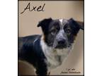 Adopt Axel a Catahoula Leopard Dog / Australian Shepherd / Mixed dog in