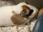 Adopt HARVEY a Guinea Pig (medium coat) small animal in Tustin, CA (39141122)