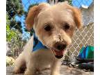 Adopt CAPTAIN a White Poodle (Miniature) / Mixed dog in Tustin, CA (39144364)