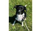 Adopt Benny the Jet a Black - with White Collie / Mixed dog in Germantown