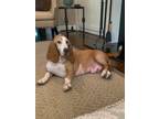 Adopt Dolly a White - with Tan, Yellow or Fawn Basset Hound / Mixed dog in