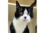 Adopt Po a Domestic Shorthair / Mixed cat in Silverdale, WA (39128026)