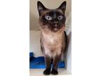 Adopt Lady Remmao a Siamese / Mixed cat in Silverdale, WA (39146491)