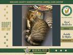 Adopt Nibs a Domestic Shorthair / Mixed cat in Melbourne, FL (39146423)