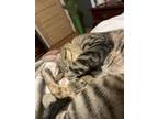 Adopt Star a Tan or Fawn Tabby Tabby / Mixed (short coat) cat in Waveland