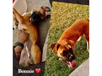 Adopt Zola Puppy - Bonnie II - ABR Return a Tan/Yellow/Fawn Boxer / Mixed dog in