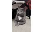 Adopt Kix a Gray or Blue (Mostly) Domestic Shorthair / Mixed cat in Youngsville