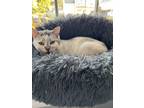 Adopt Patches a Cream or Ivory Domestic Mediumhair / Mixed (medium coat) cat in