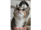 Adopt Butterfinger a Domestic Shorthair / Mixed cat in Pueblo, CO (39146455)