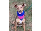 Adopt Clara a Doberman Pinscher / Hound (Unknown Type) / Mixed dog in