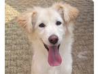 Adopt Cherry a Retriever (Unknown Type) / Jindo / Mixed dog in San Ramon