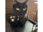 Adopt Jane a All Black Domestic Shorthair / Mixed cat in Rayville, MO (39146320)
