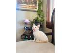 Adopt Milo a White (Mostly) Siamese / Mixed (medium coat) cat in Porterville