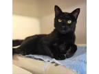 Adopt Moe a All Black Domestic Shorthair / Mixed cat in Harrisonburg