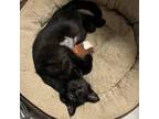 Adopt Raven a All Black Domestic Shorthair / Mixed cat in Harrisonburg