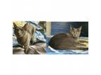Adopt Sage and Sting a Gray or Blue American Bobtail / Mixed cat in