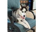 Adopt Arya a Black - with White Siberian Husky / Mixed dog in Winter Springs