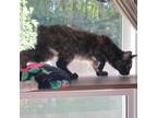 Adopt Gemma a Tortoiseshell Manx / Mixed cat in Patterson, NY (39146198)