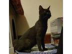 Adopt Pilot a All Black Manx / Mixed cat in Patterson, NY (39146197)