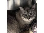 Adopt Max (bonded with Reggie) a Gray, Blue or Silver Tabby Domestic Shorthair /