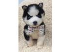 Adopt Aiko a Husky / Mixed dog in Neillsville, WI (39143657)