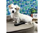 Adopt Demetrius a White - with Tan, Yellow or Fawn Dachshund / Mixed dog in