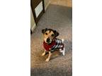 Adopt Munch a White - with Black Jack Russell Terrier / Mixed dog in Lincoln