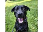 Adopt Dakota (courtesy post) a Black Labrador Retriever / Chow Chow / Mixed dog