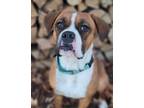 Adopt Harley a Boxer / Mixed dog in Decatur, IN (39112006)