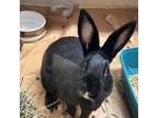 Adopt Julienne a Havana / Mixed rabbit in Pittsburgh, PA (39145767)