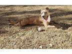 Adopt Kaia a Brindle American Pit Bull Terrier / Mixed dog in Boulevard