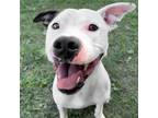 Adopt Opie a White - with Black American Pit Bull Terrier / Mixed dog in