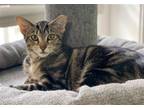 Adopt Zeebra a Brown Tabby Polydactyl/Hemingway / Mixed (short coat) cat in